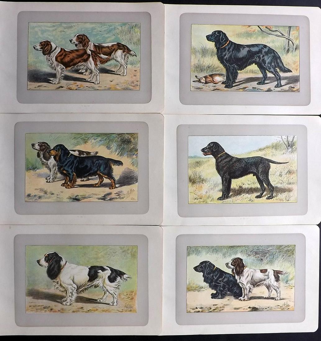 Mahler, P. 1907 Lot of 6 Antique Dog Prints (1 of 2)