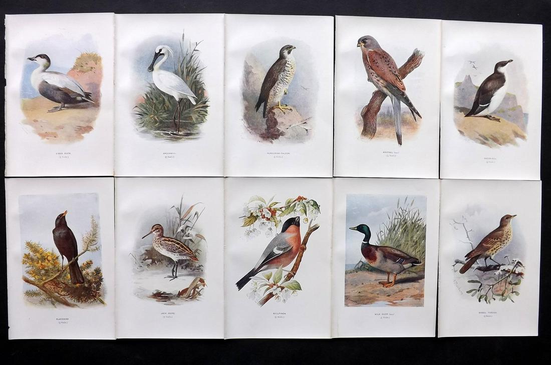 Swaysland, Walter 1901 Lot of 10 Antique Bird Prints (1 of 2)