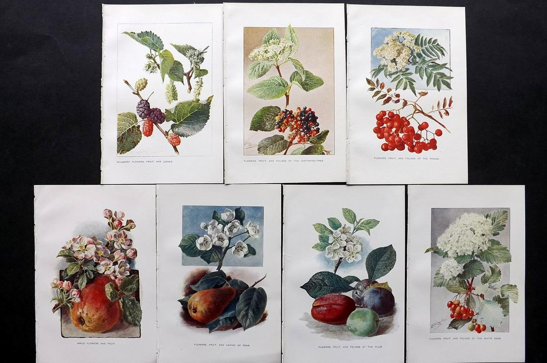 Boulger, George 1907 Lot of 7 Fruit Prints (1 of 2)