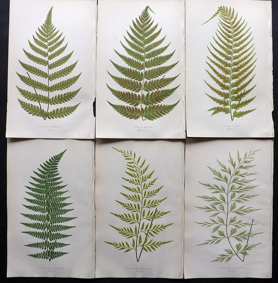 Lowe, Edward 1857 Lot of 6 Antique Fern Prints: Woodblocks Published 1856-62 by Groombridge and Sons, London for "Ferns: British and Exotic" by Edward Lowe. Illustrated by A.F. Lydon. Printed by Benjamin Fawcett. Paper Size: 10 x 6 inch (25 x 15cm)