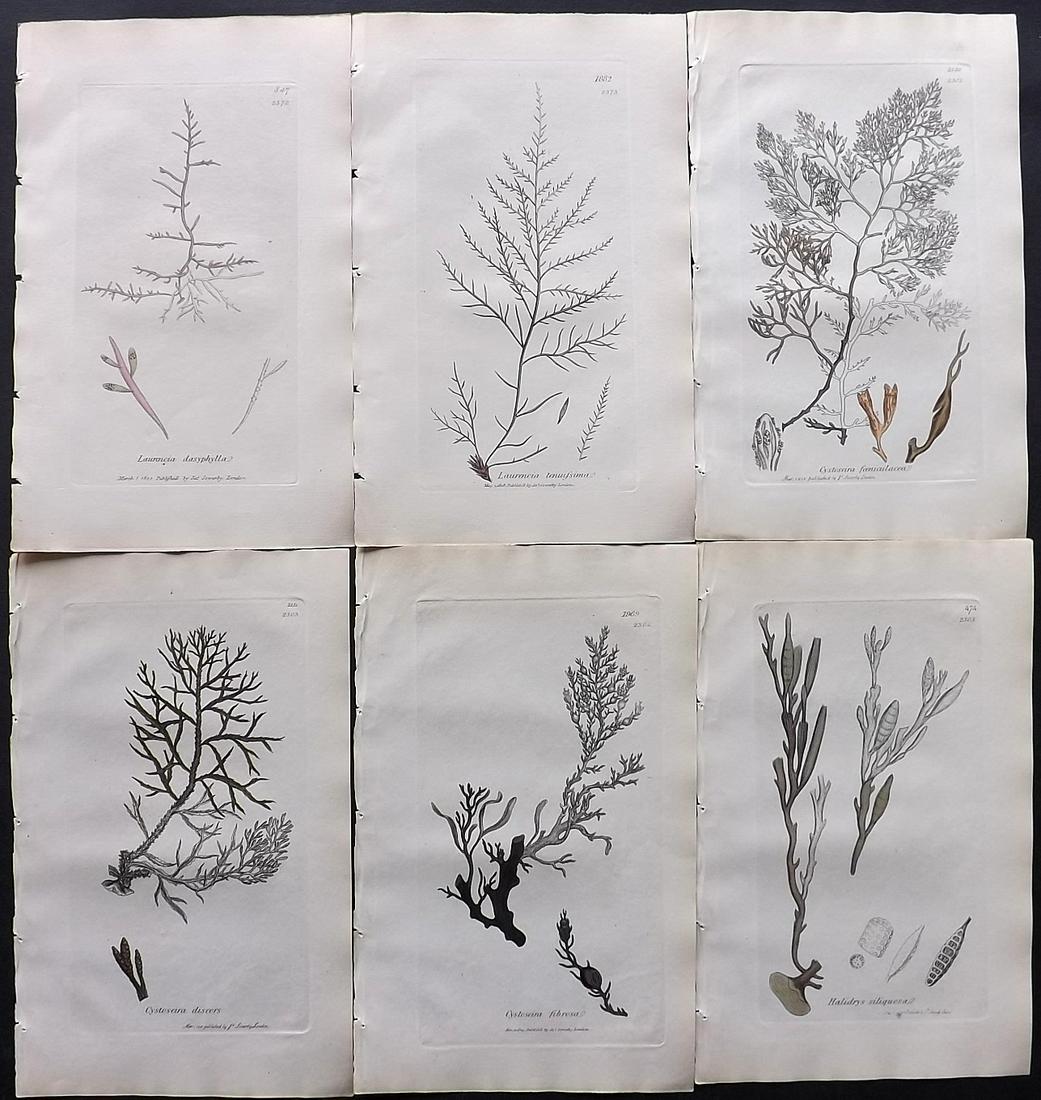 Sowerby, James C1840 Lot of 6 Part HCol Seaweed Prints: Partial Hand Colored Etchings only (as issued) Published London, 1832-46 for "English Botany; or, Coloured Figures of British Plants…" Second Edition by James Sowerby and Edward Smith. Paper Size: 9