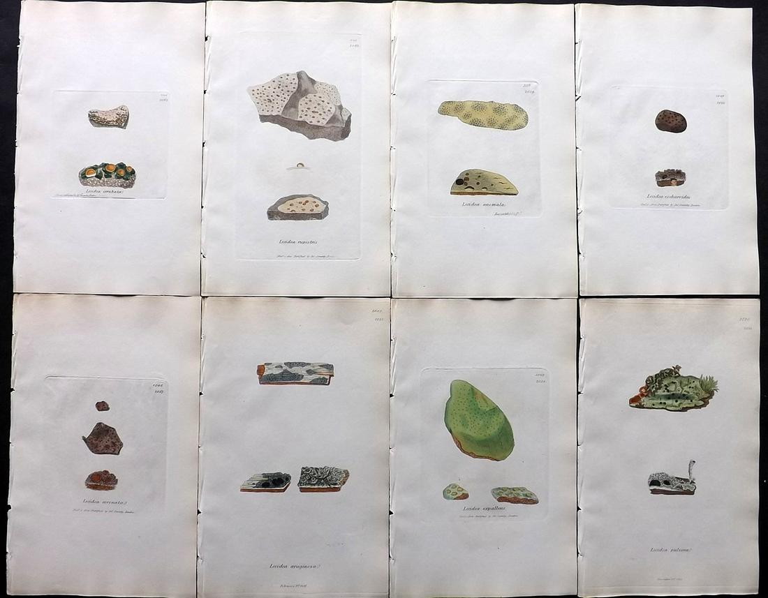 Sowerby, James C1840 Lot of 8 Hand Col Lichen Prints: Full Hand Colored Etchings Published London, 1832-46 for "English Botany; or, Coloured Figures of British Plants…" Second Edition by James Sowerby and Edward Smith. Paper Size: 9 x 5.5 inch (23 x 14