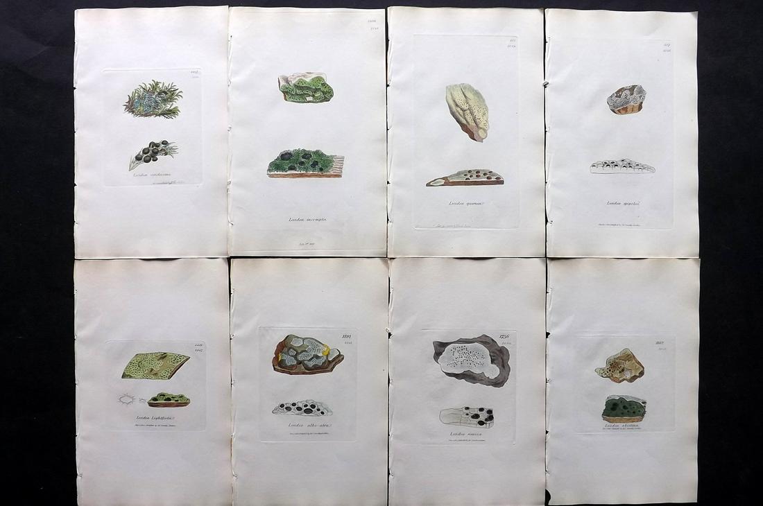 Sowerby, James C1840 Lot of 8 Hand Col Lichen Prints: Full Hand Colored Etchings Published London, 1832-46 for "English Botany; or, Coloured Figures of British Plants…" Second Edition by James Sowerby and Edward Smith. Paper Size: 9 x 5.5 inch (23 x 14