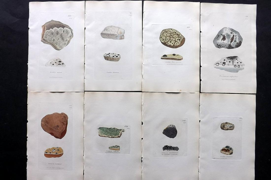 Sowerby, James C1840 Lot of 8 Hand Col Lichen Prints: Full Hand Colored Etchings Published London, 1832-46 for "English Botany; or, Coloured Figures of British Plants…" Second Edition by James Sowerby and Edward Smith. Paper Size: 9 x 5.5 inch (23 x 14