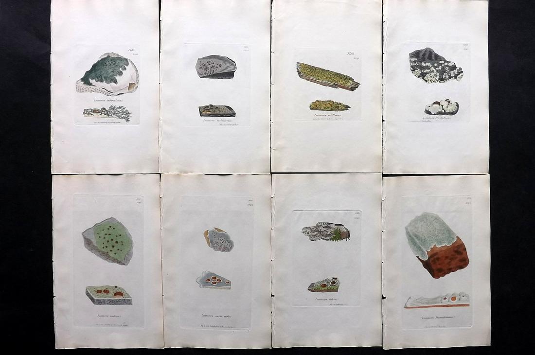 Sowerby, James C1840 Lot of 8 Hand Col Lichen Prints: Full Hand Colored Etchings Published London, 1832-46 for "English Botany; or, Coloured Figures of British Plants…" Second Edition by James Sowerby and Edward Smith. Paper Size: 9 x 5.5 inch (23 x 14