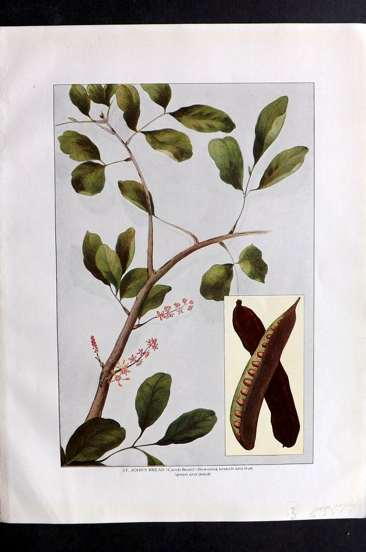 Ward, Artemas 1911 Botanical Print. St. John's Bread (1 of 2)
