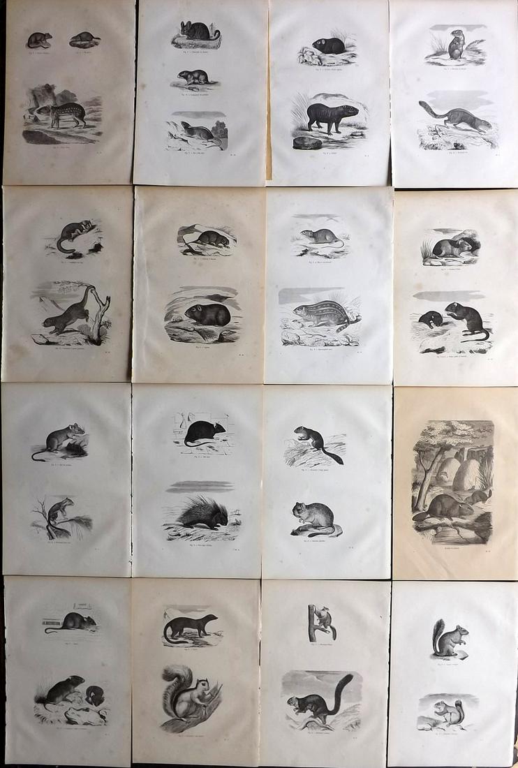 Chenu, Jean 1877 Lot of 16 Prints. Rodents incl: Wood Engravings Published 1877, Paris for "Encyclopedie D'Histoire Naturelle" by Jean Charles Chenu. Reverse side blank. Paper Size: 11 x 7.5 inch (28 x 19cm) Minor background toning in parts, otherwi
