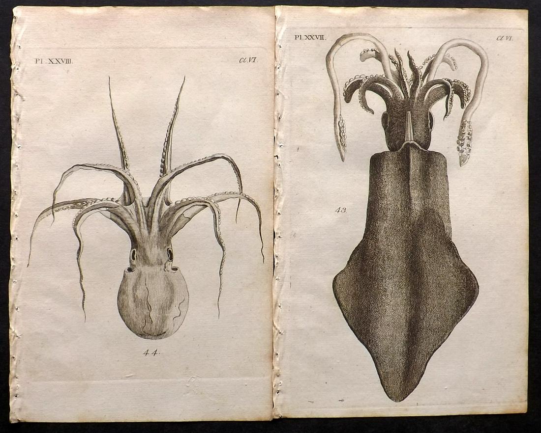 Pennant, Thomas 1770 Pair of Antique Starfish Prints: Copper Plates Published 1768-70, London for "British Zoology" by Thomas Pennant. Paper Size: 9.5 x 6 inch (24 x 15cm) Good Condition overall