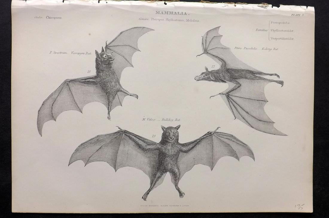 Richardson, John 1862 Antique Print. Bats (1 of 2)