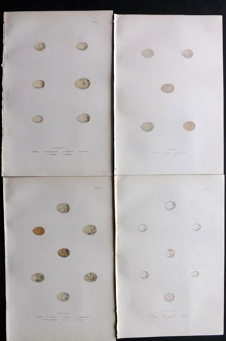 Adams, H 1894 Lot of 4 Antique Bird Egg Prints: Color Printed Woodblock Published 1894, London for "The Smaller British Birds" by H.G. and H. B. Adams. Paper Size: 10 x 6.5 inch (26 x 17cm) Three with very light pencil annotations, otherwise Good C