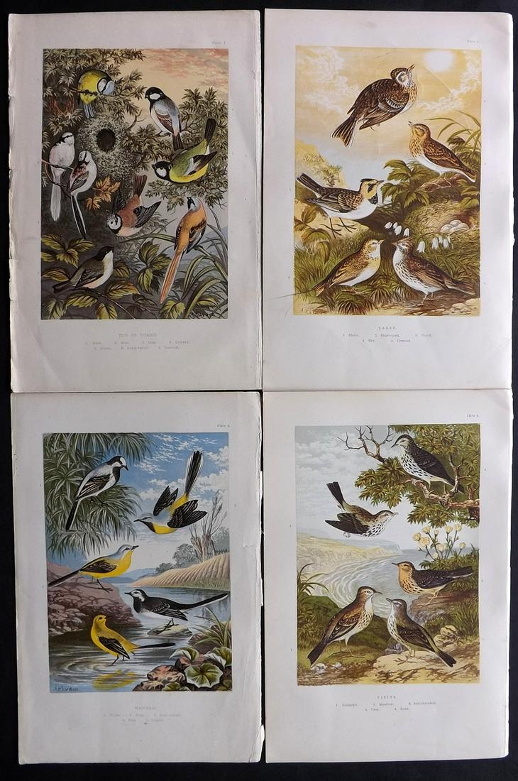 Adams, H 1894 Lot of 4 Antique Bird Prints: Color Printed Woodblock Published 1894, London for "The Smaller British Birds" by H.G. and H. B. Adams. Paper Size: 10 x 6.5 inch (26 x 17cm) Good Condition
