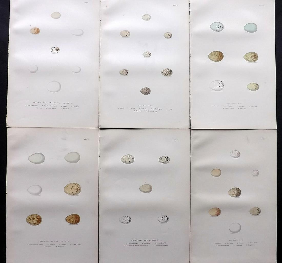 Adams, H 1894 Lot of 6 Antique Bird Egg Prints: Color Printed Woodblock Published 1894, London for "The Smaller British Birds" by H.G. and H. B. Adams. Paper Size: 10 x 6.5 inch (26 x 17cm) Good Condition