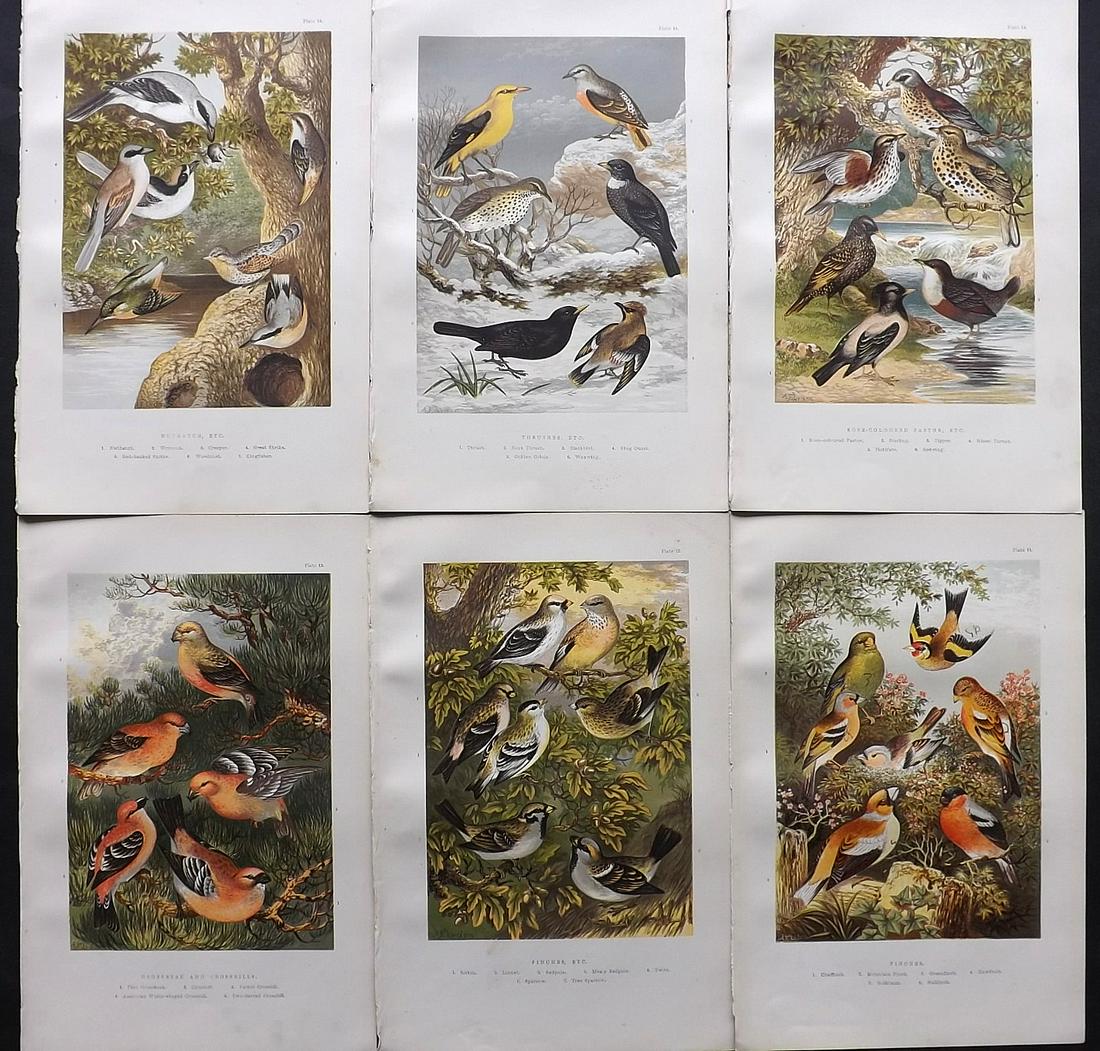 Adams, H 1894 Lot of 6 Antique Bird Prints: Color Printed Woodblock Published 1894, London for "The Smaller British Birds" by H.G. and H. B. Adams. Paper Size: 10 x 6.5 inch (26 x 17cm) Good Condition