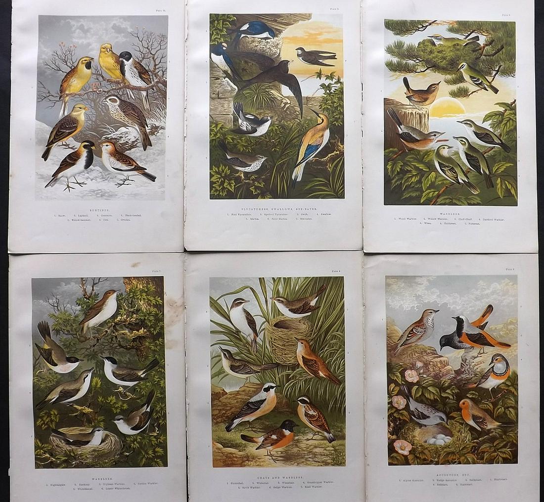 Adams, H 1894 Lot of 6 Antique Bird Prints: Color Printed Woodblock Published 1894, London for "The Smaller British Birds" by H.G. and H. B. Adams. Paper Size: 10 x 6.5 inch (26 x 17cm) Good Condition