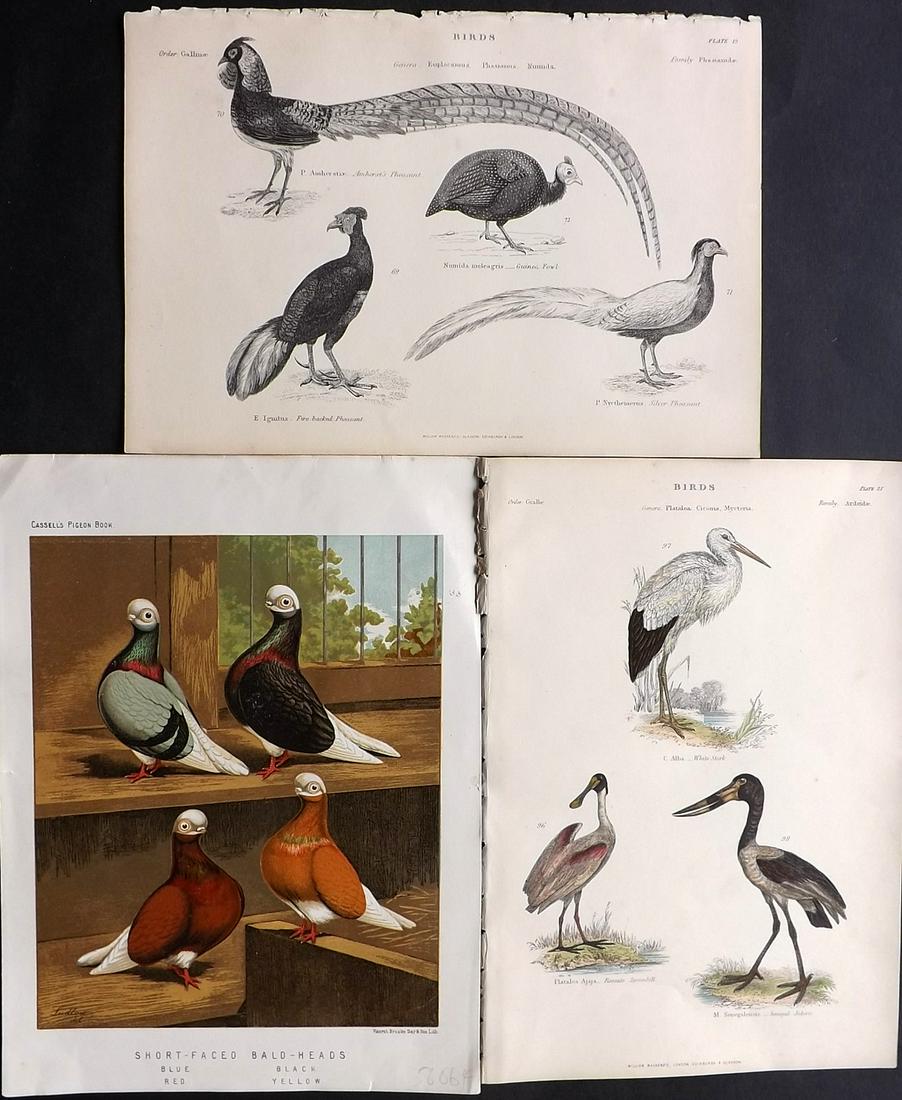 Birds 1859-78 Lot of 3 by Richardson & Fulton: Steel Engravings/Etchings (One with hand color) Published 1859-62 by William Mackenzie, Edinburgh & London for "The Museum of Natural History" by John Richardson. Together with Chromolithograph Publis