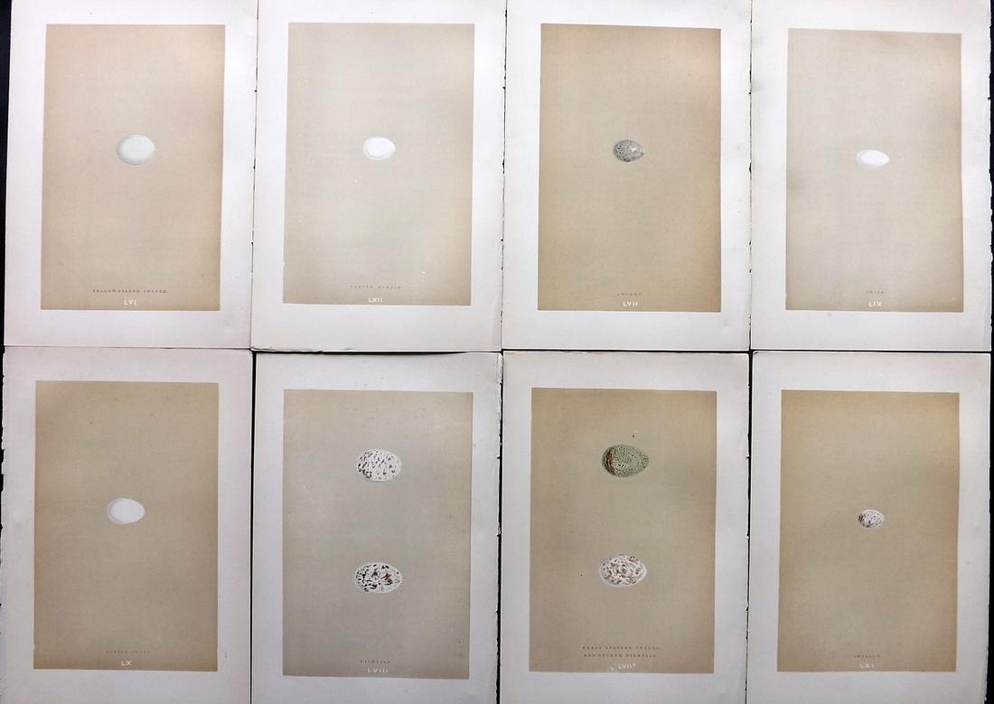 Morris, Francis 1896 Lot of 8 Antique Bird Egg Prints: Woodblocks Published 1896 by John C. Nimmo, London for "A Natural History of the Nests and Eggs of British Birds" By the Rev. Francis Orpen Morris, printed Benjamin Fawcett. Printed in colours and fin
