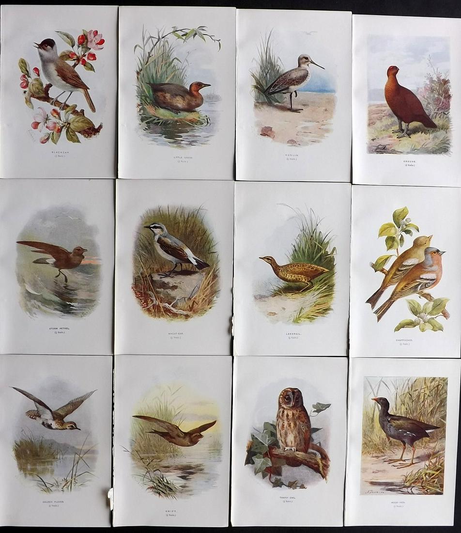 Swaysland, Walter 1901 Lot of 12 Antique Bird Prints (1 of 2)