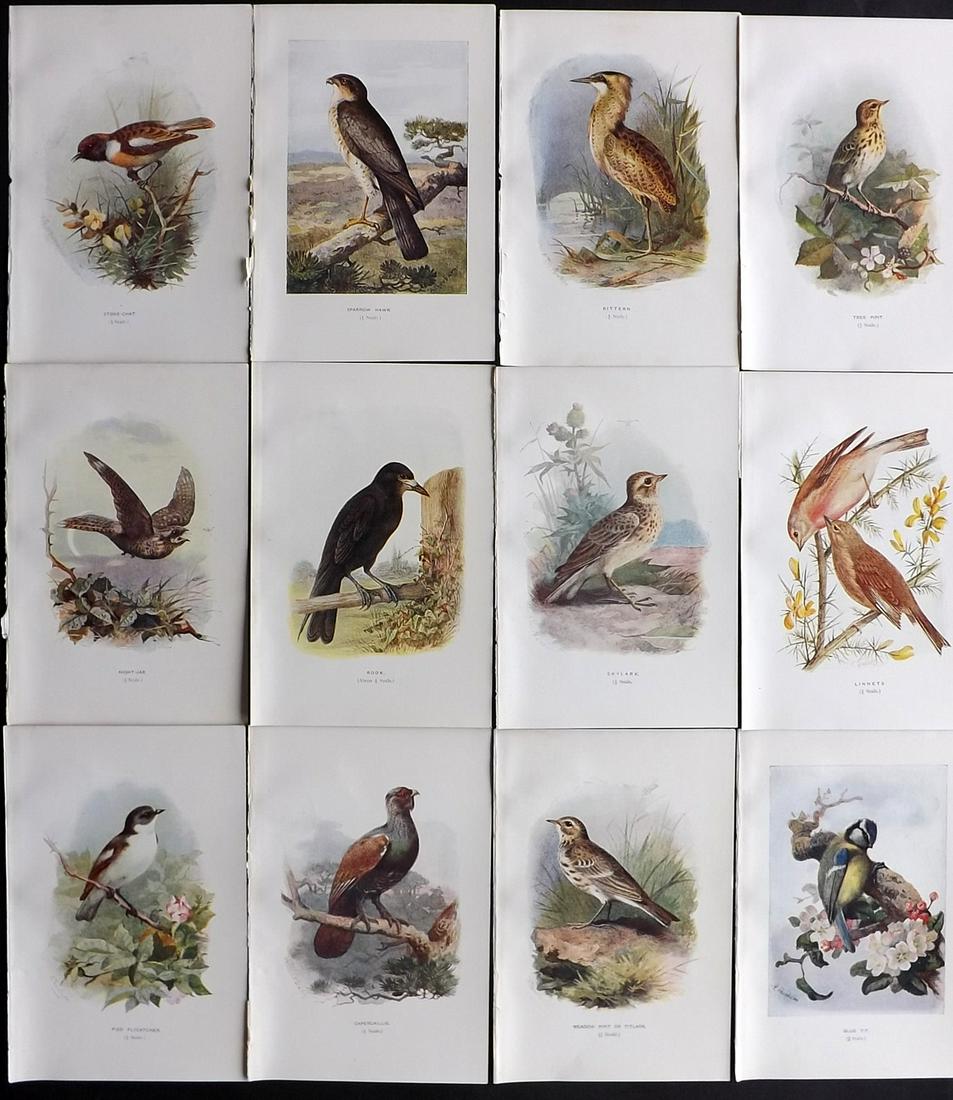 Swaysland, Walter 1901 Lot of 12 Antique Bird Prints (1 of 2)