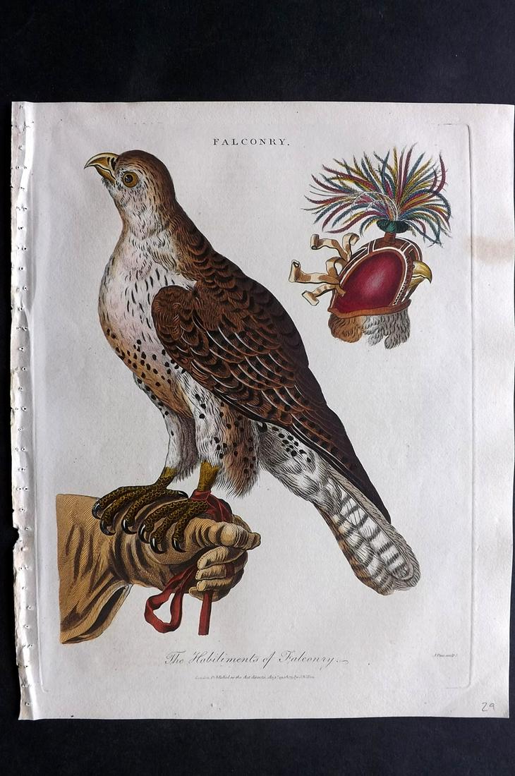 Wilkes, John 1803 Hand Col Bird Print. Falconry (1 of 2)