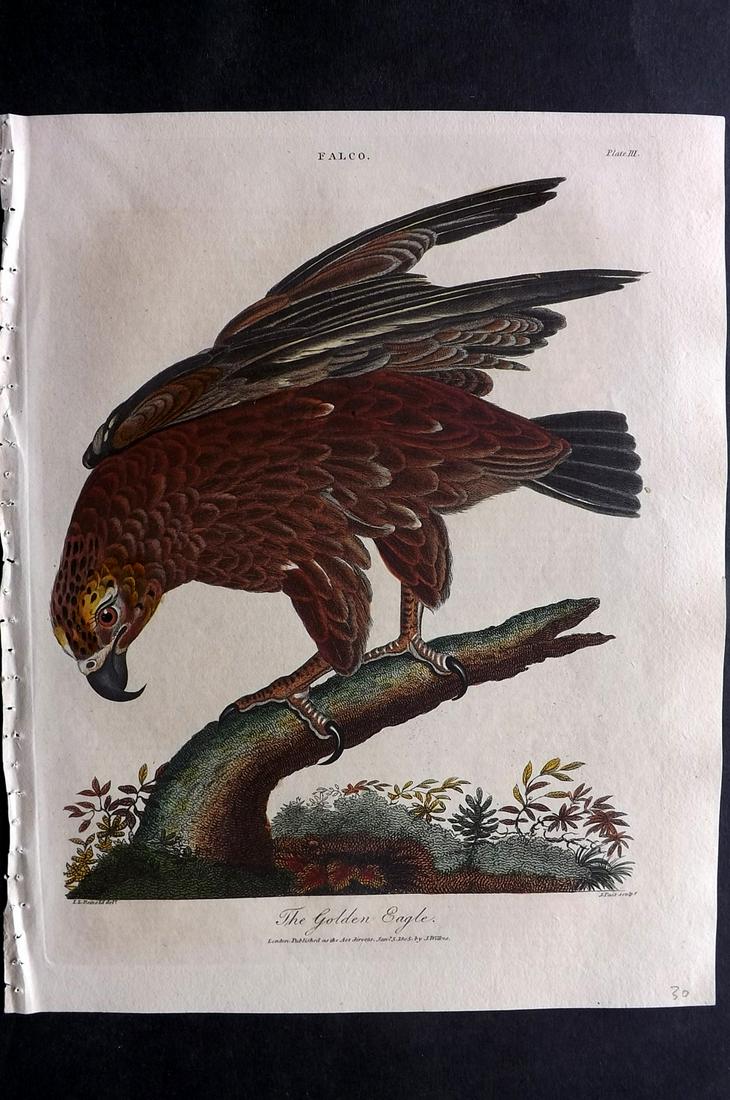 Wilkes, John 1803 Hand Col Bird Print. Golden Eagle (1 of 2)