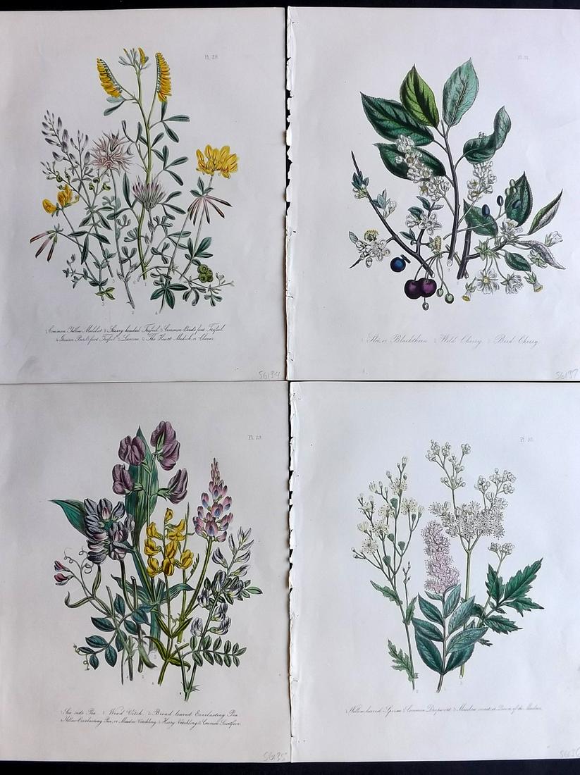 Loudon, Mrs Jane 1849 Lot 4 Hand Col Botanical Prints (1 of 2)