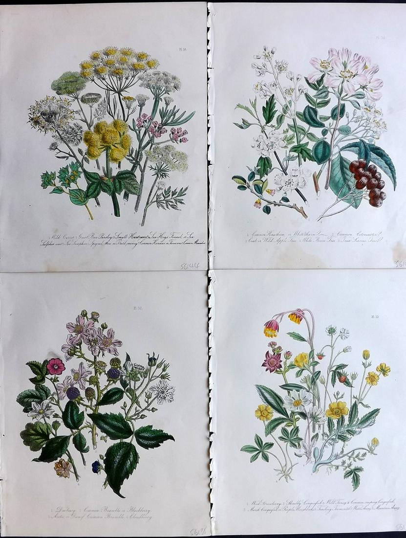 Loudon, Mrs Jane 1849 Lot 4 Hand Col Botanical Prints (1 of 2)