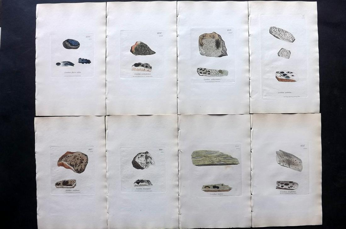 Sowerby, James C1840 Lot 8 HC Botanical Prints Lichens: Full Hand Colored Etchings Published London, 1832-46 for "English Botany; or, Coloured Figures of British Plants…" Second Edition by James Sowerby and Edward Smith. Paper Size: 9 x 5.5 inch (23 x 14