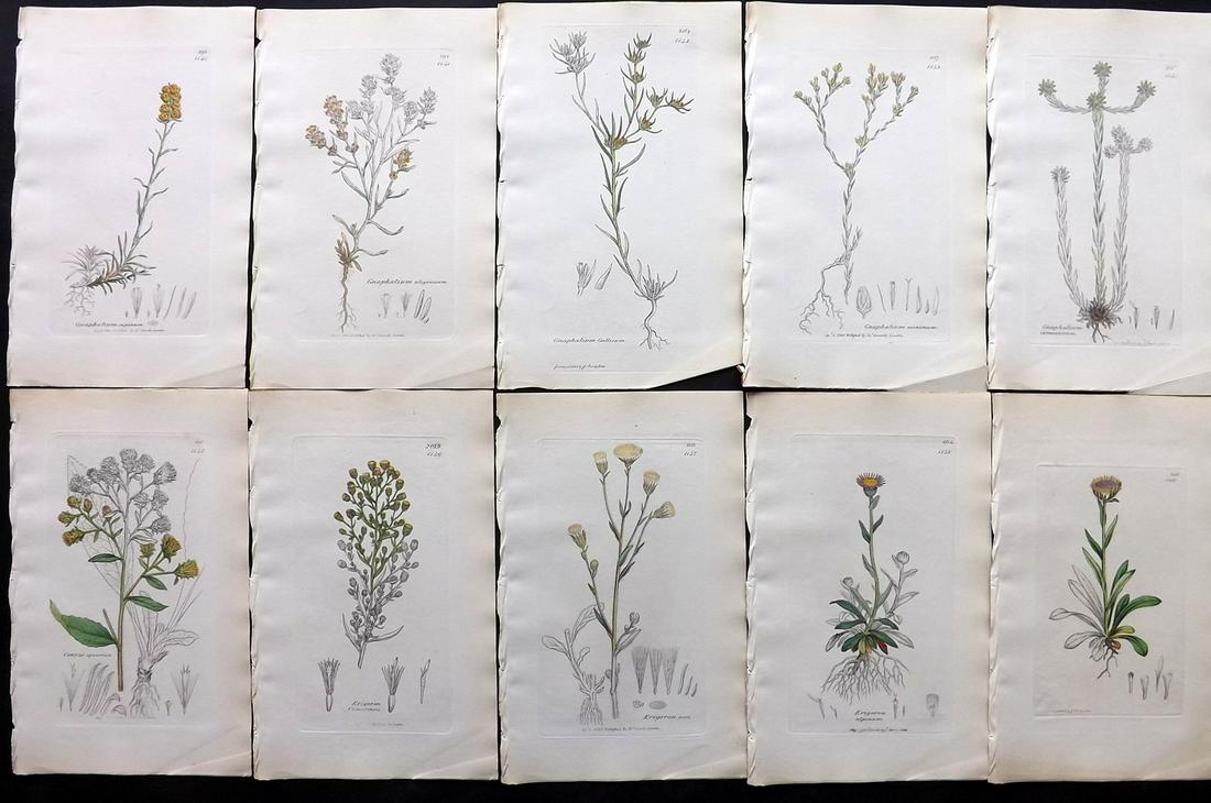 Sowerby, James C1840 Lot of 10 Part HCol Botanical: Partial Hand Colored Etchings only (as issued) Published London, 1832-46 for "English Botany; or, Coloured Figures of British Plants…" Second Edition by James Sowerby and Edward Smith. Paper Size: 9