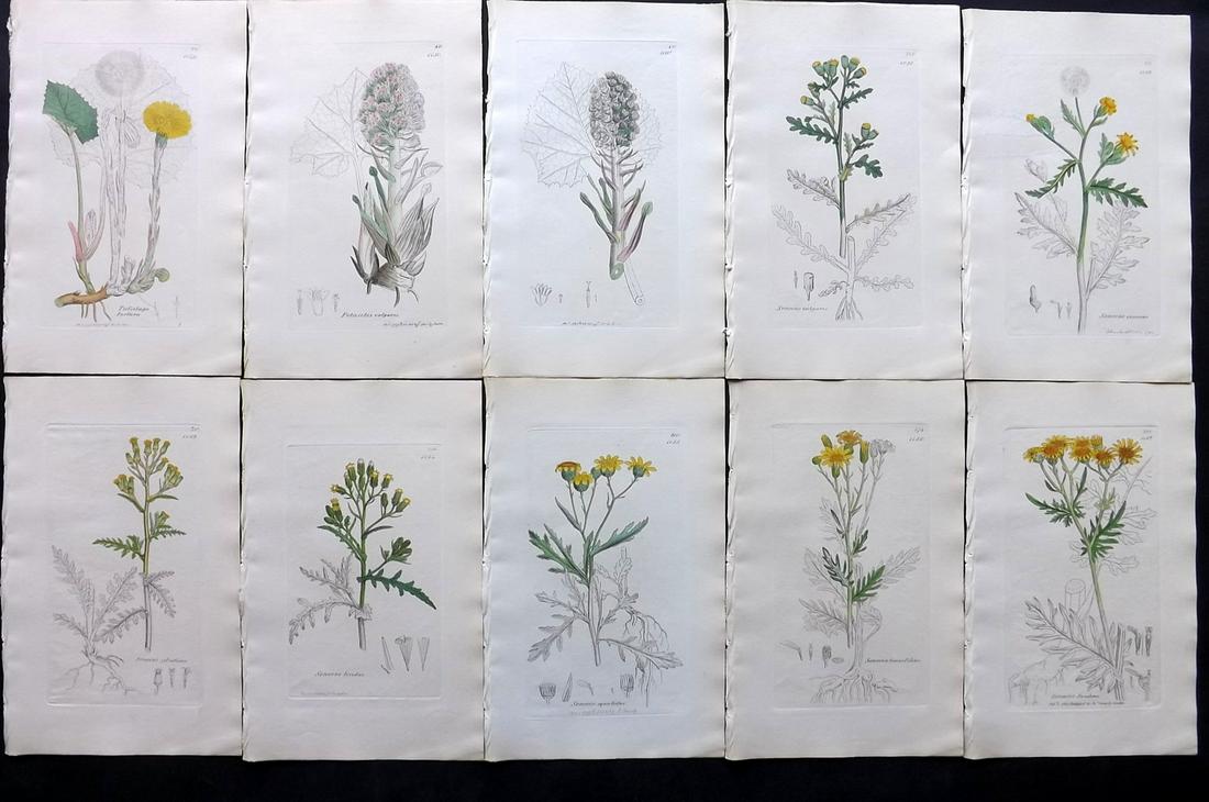 Sowerby, James C1840 Lot of 10 Part HCol Botanical: Partial Hand Colored Etchings only (as issued) Published London, 1832-46 for "English Botany; or, Coloured Figures of British Plants…" Second Edition by James Sowerby and Edward Smith. Paper Size: 9