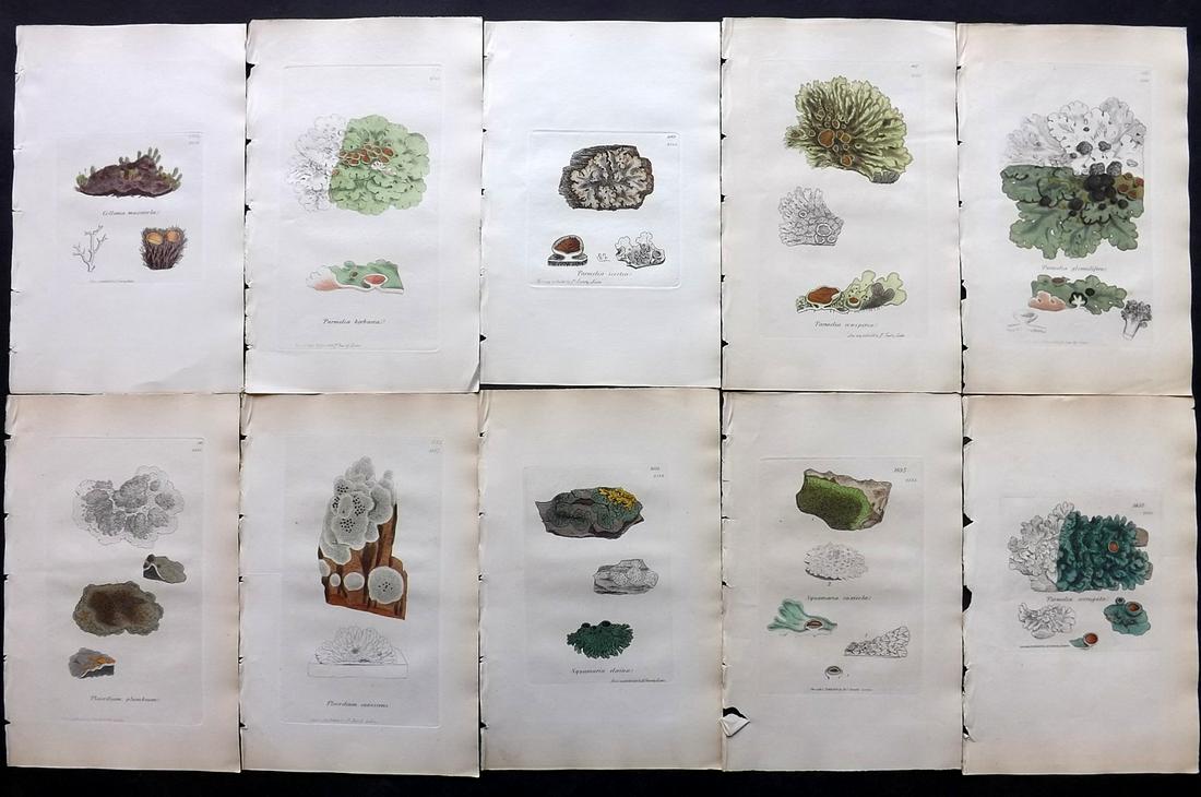 Sowerby, James C1840 Lot of 10 Part HCol Lichen Prints: Partial Hand Colored Etchings only (as issued) Published London, 1832-46 for "English Botany; or, Coloured Figures of British Plants…" Second Edition by James Sowerby and Edward Smith. Paper Size: 9