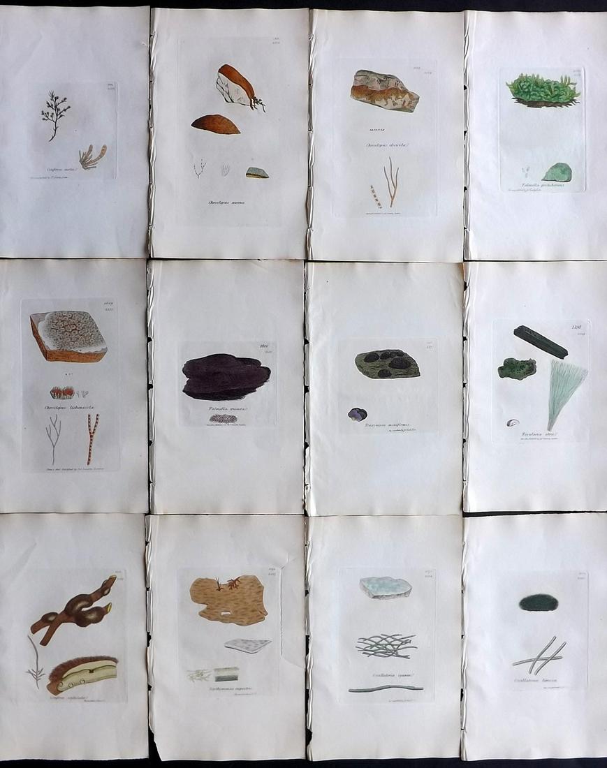 Sowerby, James C1840 Lot of 12 Hand Col Seaweed Prints: Full Hand Colored Etchings Published London, 1832-46 for "English Botany; or, Coloured Figures of British Plants…" Second Edition by James Sowerby and Edward Smith. Paper Size: 9 x 5.5 inch (23 x 14