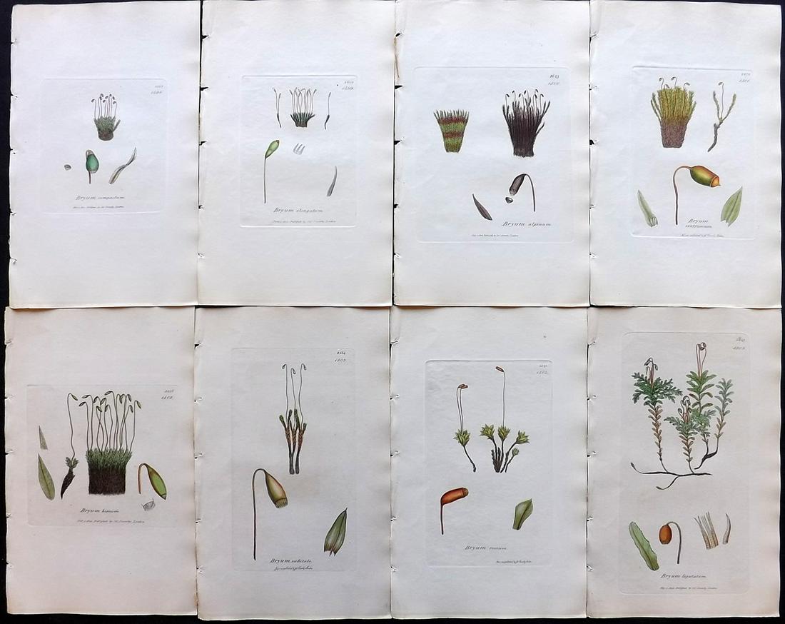 Sowerby, James C1840 Lot of 8 Hand Col Moss Prints: Full Hand Colored Etchings Published London, 1832-46 for "English Botany; or, Coloured Figures of British Plants…" Second Edition by James Sowerby and Edward Smith. Paper Size: 9 x 5.5 inch (23 x 14