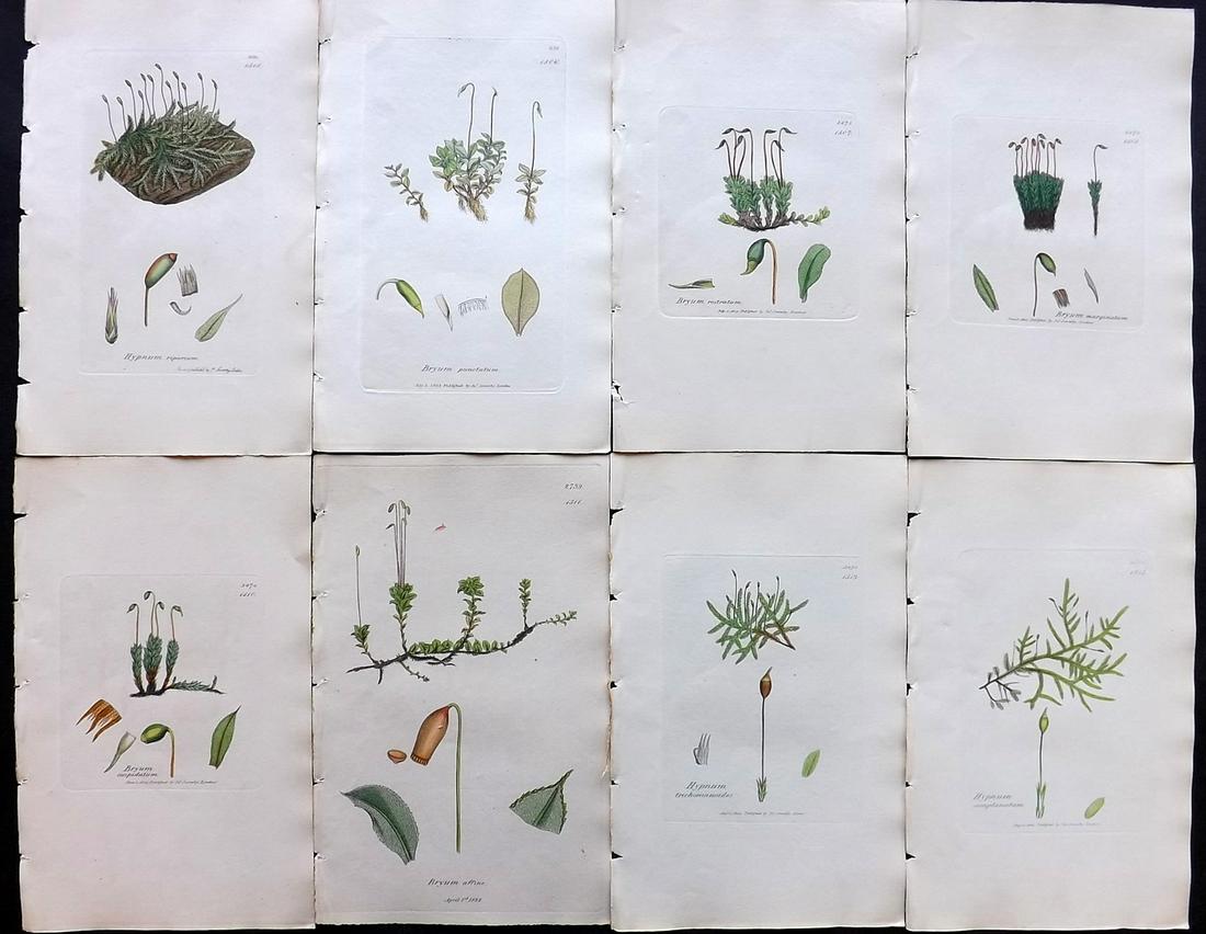 Sowerby, James C1840 Lot of 8 Hand Col Moss Prints: Full Hand Colored Etchings Published London, 1832-46 for "English Botany; or, Coloured Figures of British Plants…" Second Edition by James Sowerby and Edward Smith. Paper Size: 9 x 5.5 inch (23 x 14