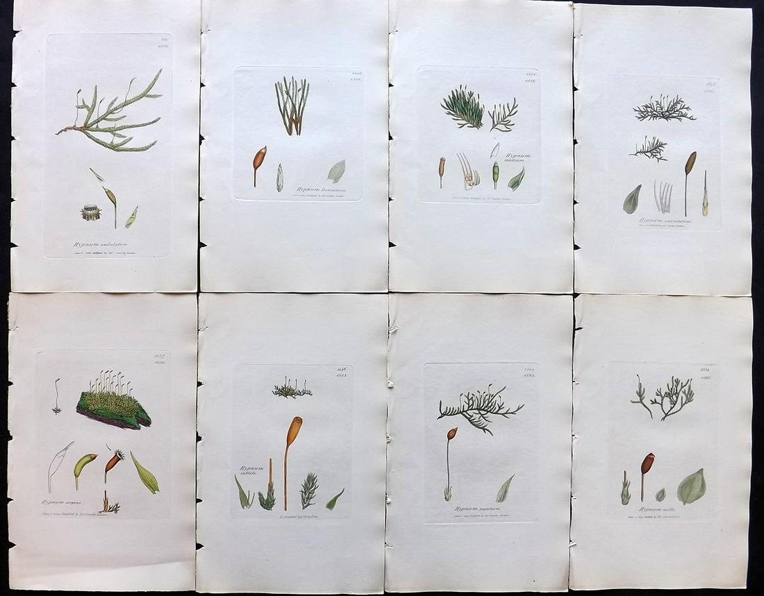 Sowerby, James C1840 Lot of 8 Hand Col Moss Prints: Full Hand Colored Etchings Published London, 1832-46 for "English Botany; or, Coloured Figures of British Plants…" Second Edition by James Sowerby and Edward Smith. Paper Size: 9 x 5.5 inch (23 x 14