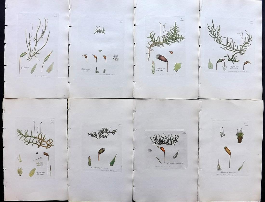 Sowerby, James C1840 Lot of 8 Hand Col Moss Prints: Full Hand Colored Etchings Published London, 1832-46 for "English Botany; or, Coloured Figures of British Plants…" Second Edition by James Sowerby and Edward Smith. Paper Size: 9 x 5.5 inch (23 x 14