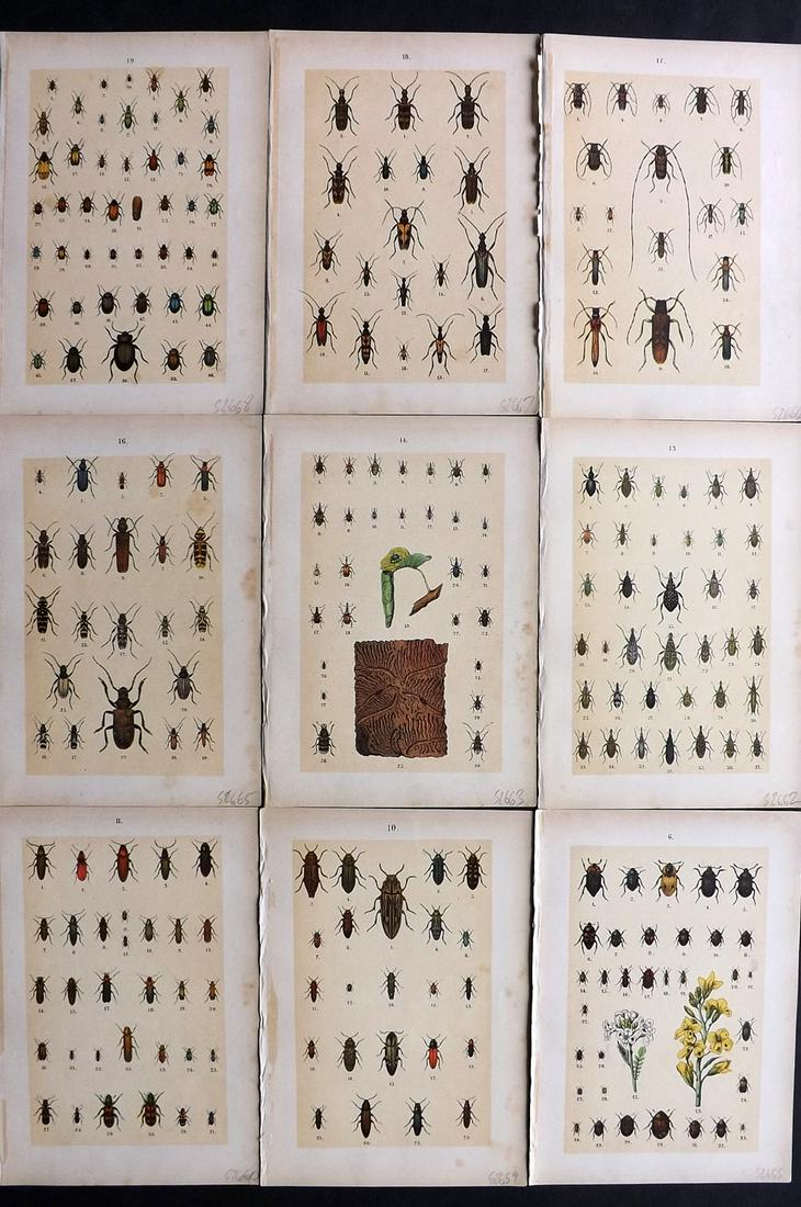 Hofmann & Kirby 1902 Lot of 9 Beetle Prints. Insects: Chromolithographs Published 1902, London for "The Young Beetle-Collectors Handbook" by Dr. E. Hofmann. Illustrated by William Kirby. Paper Size: 7.5 x 5 inch (19 x 13cm) Very minor margin toning. Good