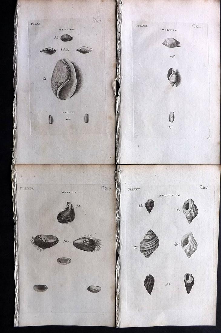 Pennant, Thomas 1770 Lot of 4 Antique Shell Prints: Copper Plates Published 1768-70, London for "British Zoology" by Thomas Pennant. Paper Size: 9.5 x 6 inch (24 x 15cm) Minor background toning, otherwise fine
