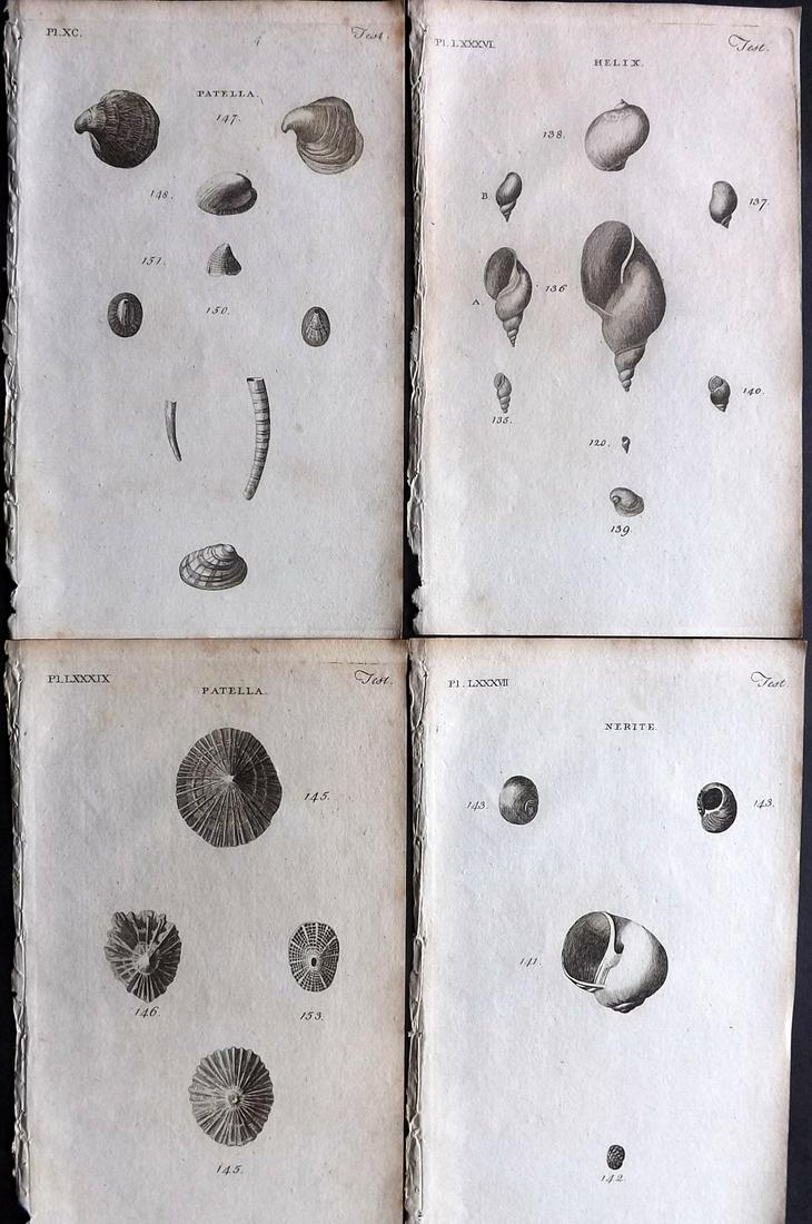 Pennant, Thomas 1770 Lot of 4 Antique Shell Prints: Copper Plates Published 1768-70, London for "British Zoology" by Thomas Pennant. Paper Size: 9.5 x 6 inch (24 x 15cm) Minor background toning, otherwise fine