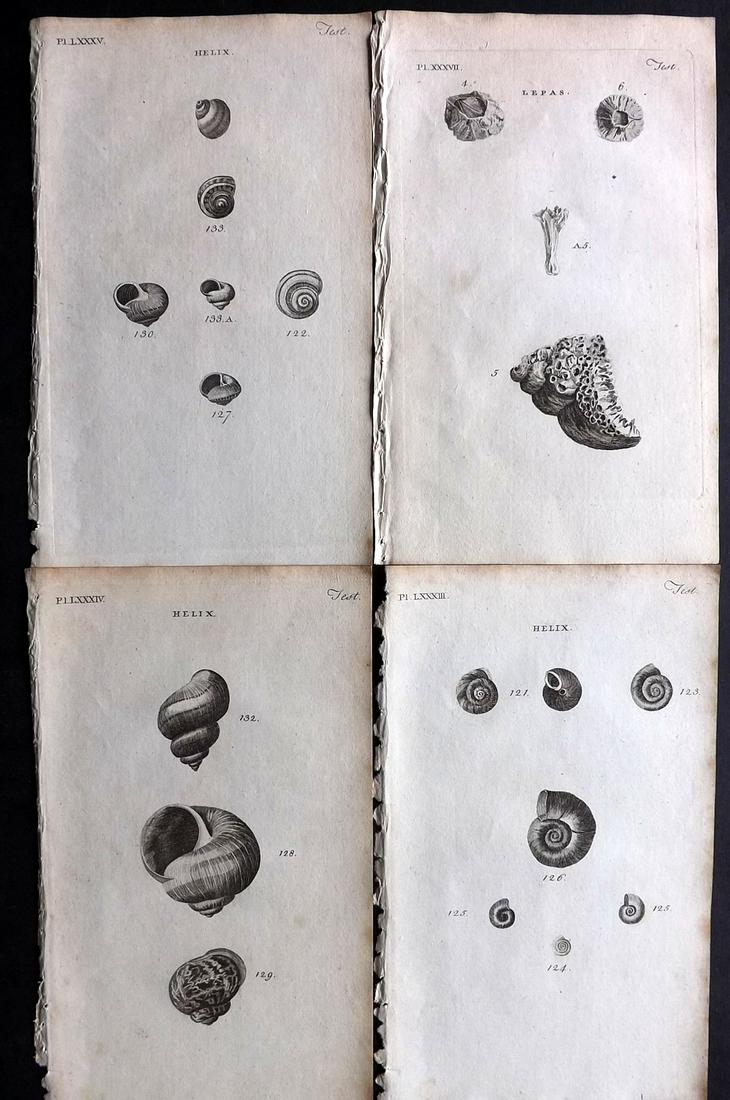 Pennant, Thomas 1770 Lot of 4 Antique Shell Prints: Copper Plates Published 1768-70, London for "British Zoology" by Thomas Pennant. Paper Size: 9.5 x 6 inch (24 x 15cm) Minor background toning, otherwise fine
