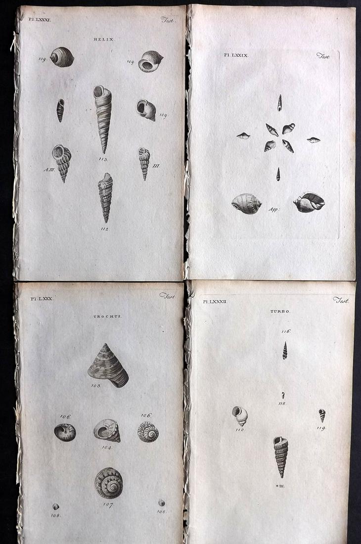 Pennant, Thomas 1770 Lot of 4 Antique Shell Prints: Copper Plates Published 1768-70, London for "British Zoology" by Thomas Pennant. Paper Size: 9.5 x 6 inch (24 x 15cm) Minor background toning, otherwise fine
