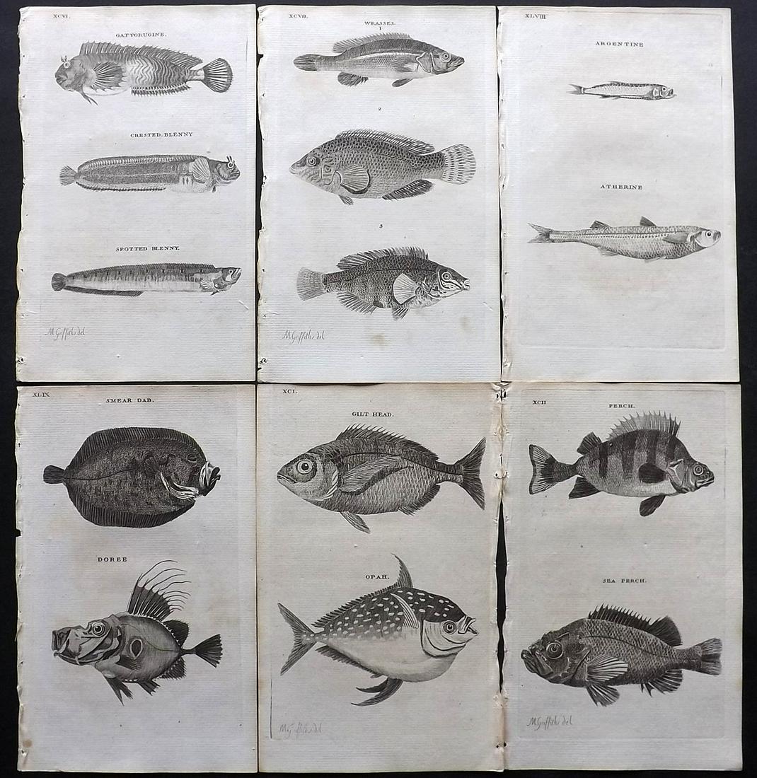 Pennant, Thomas 1770 Lot of 6 Antique Fish Prints: Copper Plates Published 1768-70, London for "British Zoology" by Thomas Pennant. Paper Size: 9.5 x 6 inch (24 x 15cm) Minor background toning, otherwise fine