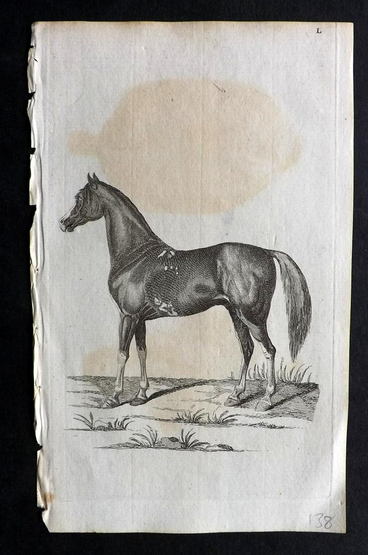 Pennant, Thomas 1770 Antique Horse Print: Copper Plate Published 1768-70, London for "British Zoology" by Thomas Pennant. Paper Size: 9.5 x 6 inch (24 x 15cm) Some background toning/offsetting