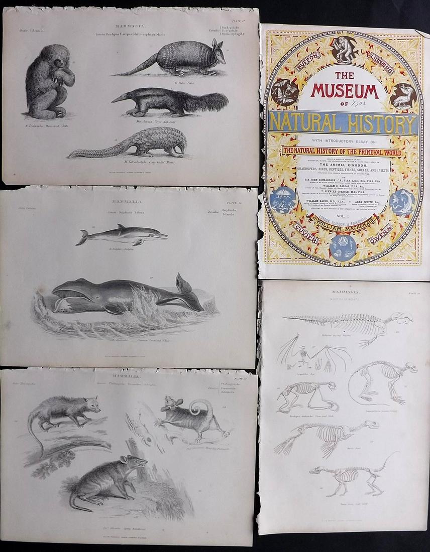 Richardson, John 1862 Lot of 4+ Natural History Prints (1 of 2)