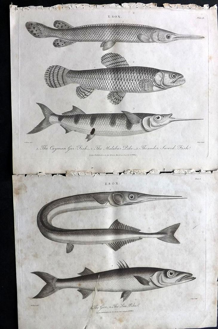Wilkes, John 1803 Pair of Fish Prints after Bloch (1 of 2)