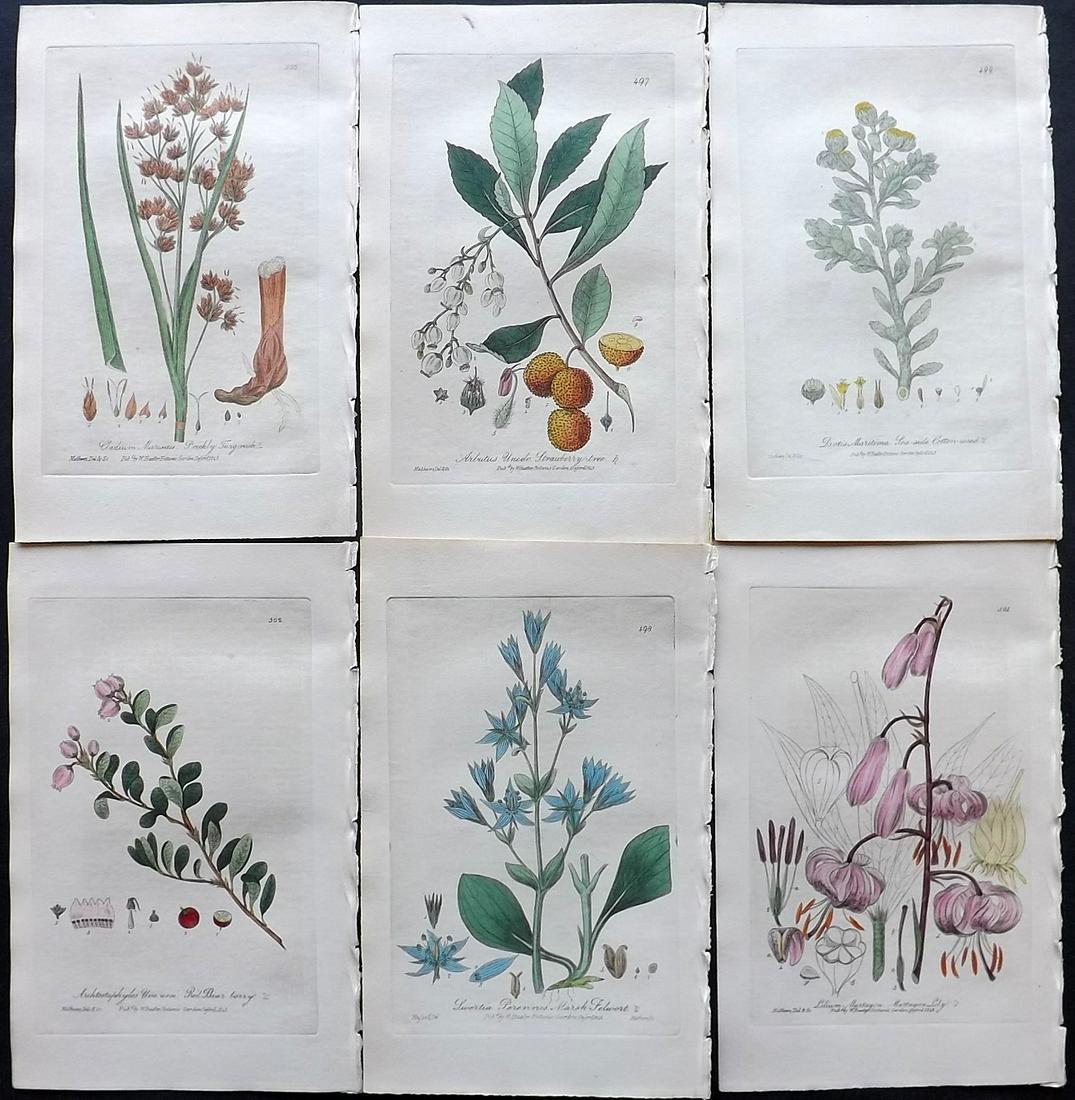 Baxter, William 1836 Lot 6 Hand Col Botanical Prints: Hand Colored Etchings Published 1834-43, Oxford for "British Phaenogamous Botany; or, Figures and Descriptions of British Flowering Plants" by William Baxter. Paper Size: 9 x 5.5 inch (23 x 14cm) Very