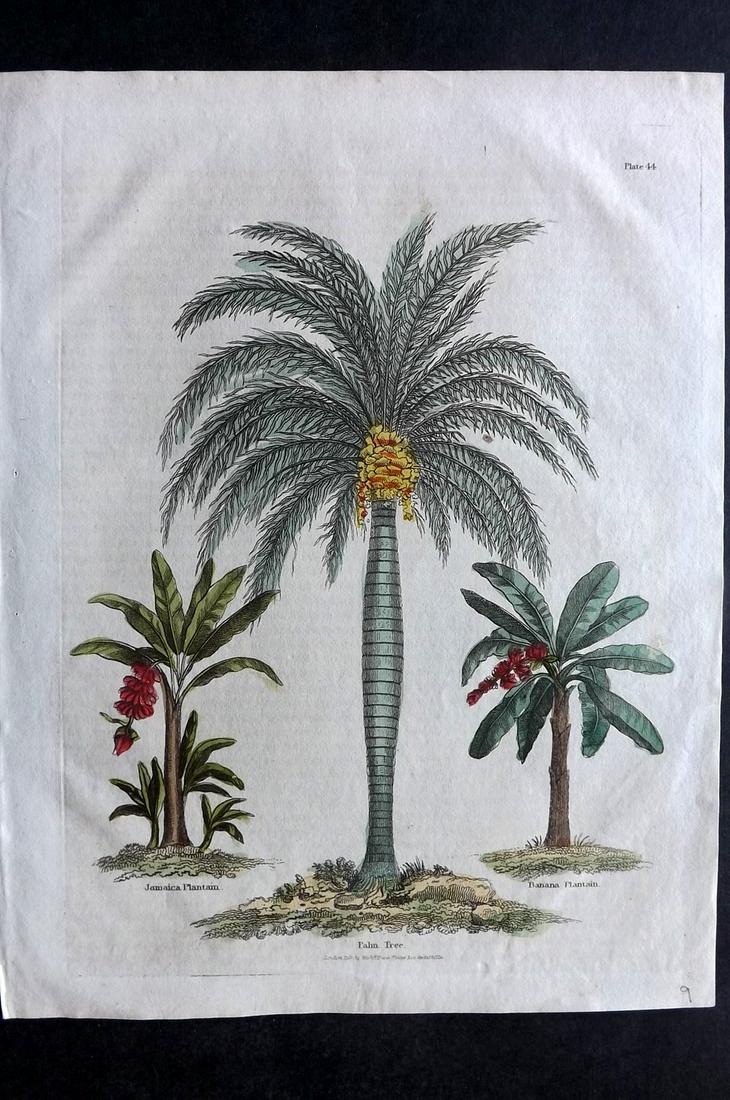 Buffon & Smellie C1821 Hand Col Print. Palm Tree (1 of 2)