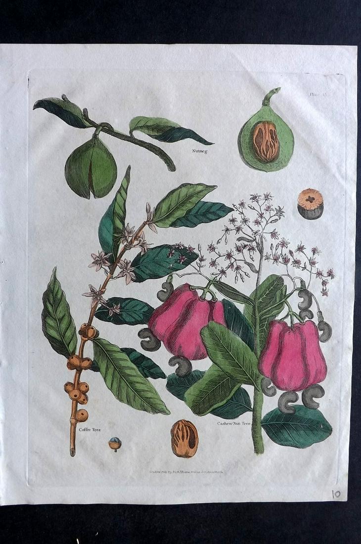 Buffon & Smellie C1821 HC Botanical Print. Cashew Nut (1 of 2)