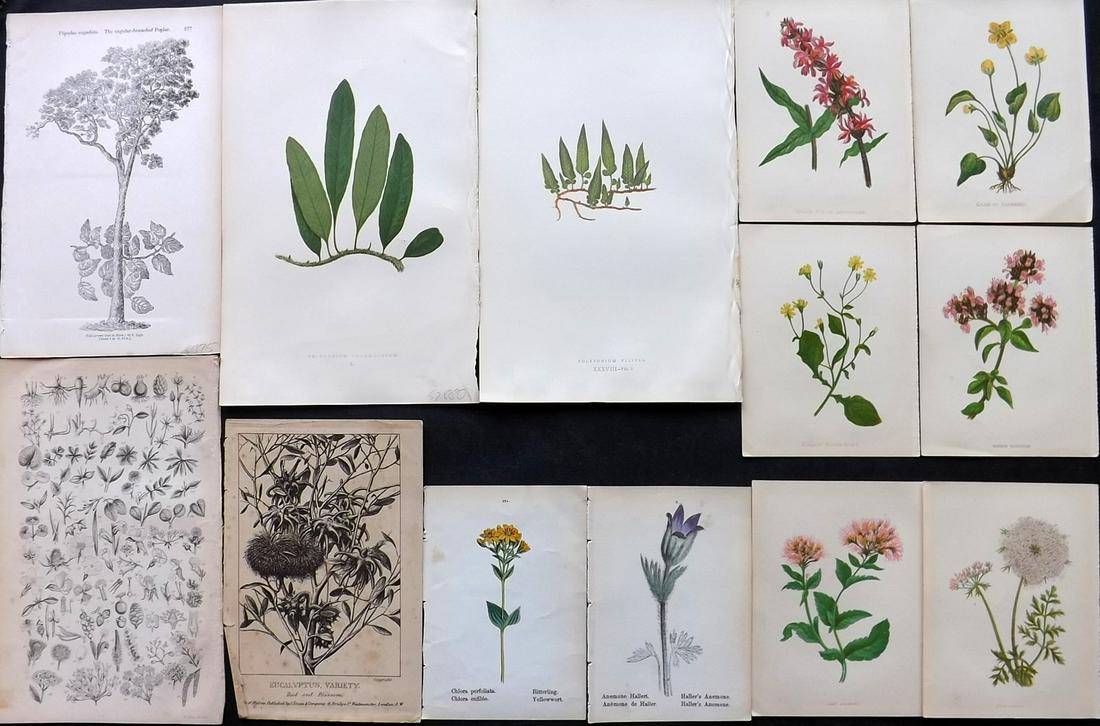 Botanical Prints 19th Cent. Mixed Lot of 12 (1 of 2)