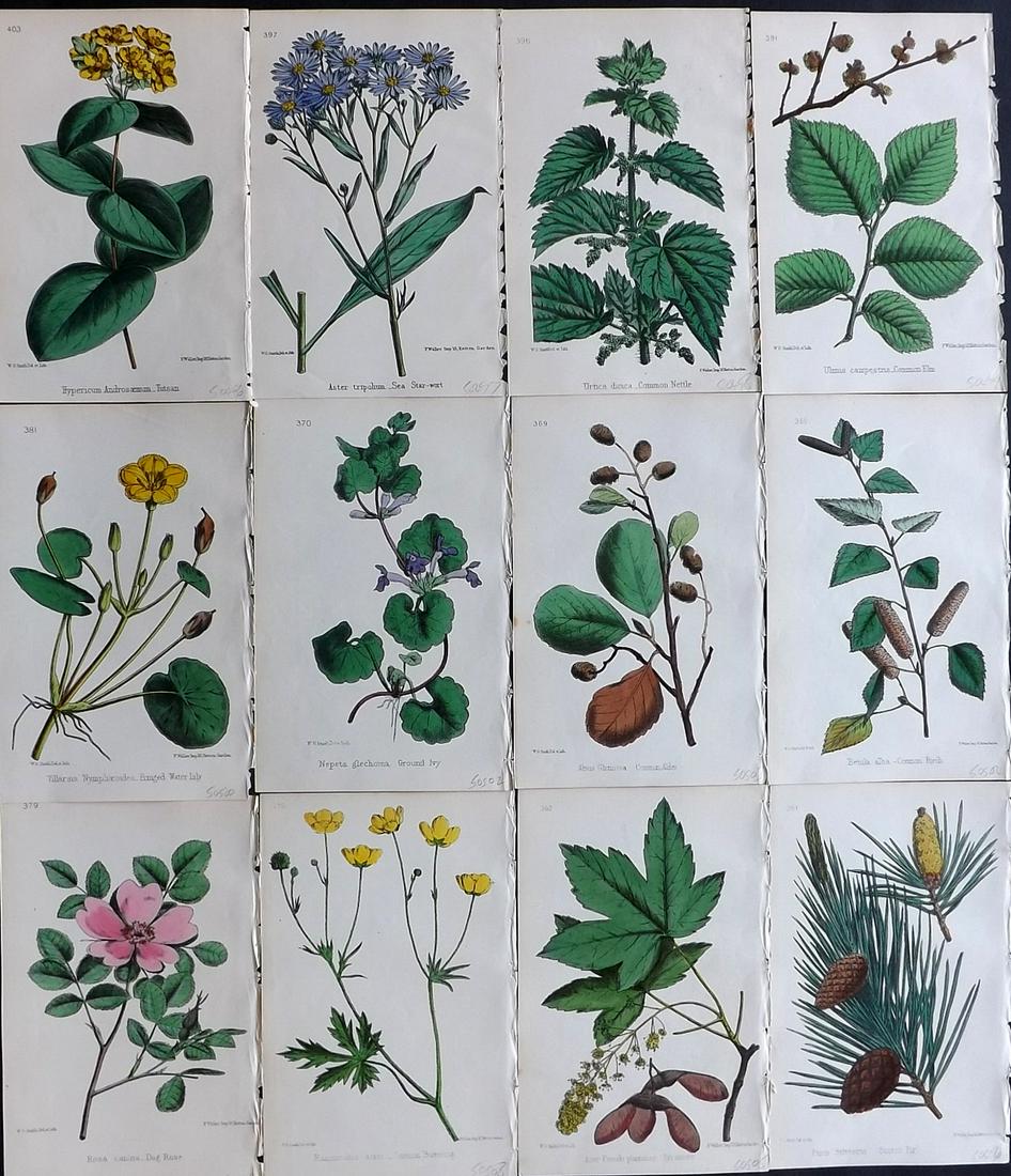 Hogg & Johnson C1870 Lot of 12 HCol Botanical Prints: Hand Coloured Lithographs Published 1863-1880, London for "The Wild Flowers of Great Britain" by Robert Hogg & George W. Johnson. Paper Size: 9 x 5.5 inch (23 x 14cm) Good Condition