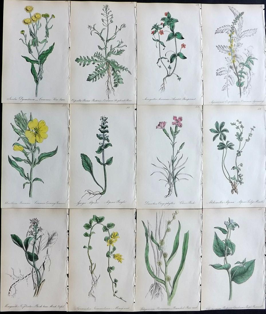Hogg & Johnson C1870 Lot of 12 HCol Botanical Prints: Hand Coloured Lithographs Published 1863-1880, London for "The Wild Flowers of Great Britain" by Robert Hogg & George W. Johnson. Paper Size: 9 x 5.5 inch (23 x 14cm) Good Condition
